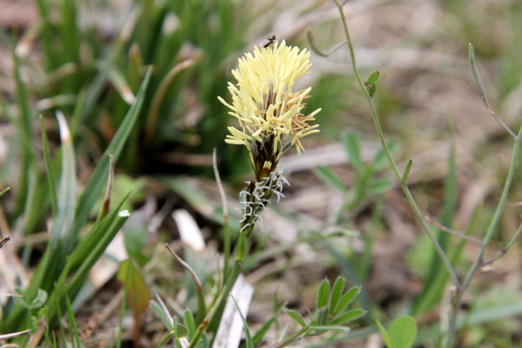 Carex ... flacca?